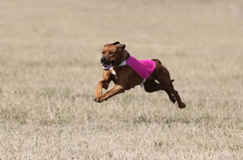 Madhi earns her first points towards her AKC Field Championship!