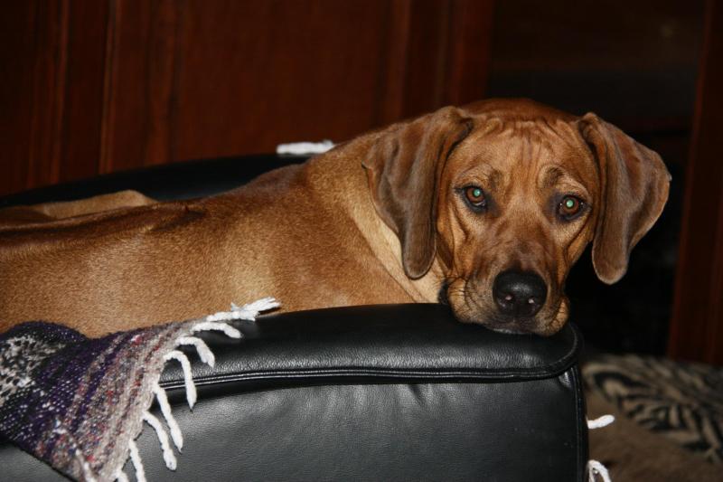 Our sweet girl and her gorgeous head.